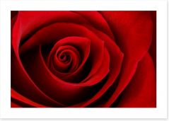 Red rose macro Art Print 77428190