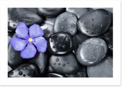 Violet oleander Art Print 77993005