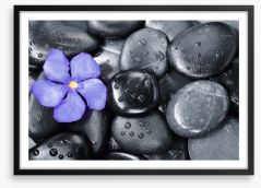 Violet oleander Framed Art Print 77993005