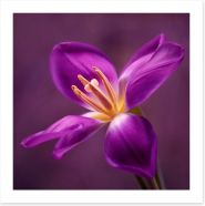 Blooming tulip Art Print 79034357