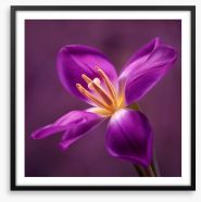 Blooming tulip Framed Art Print 79034357