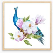 Magnolia peacock Framed Art Print 79632646