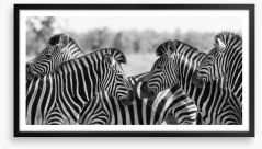 Zebra herd panoramic Framed Art Print 80752503