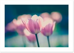 Pink petal tulips Art Print 81675506