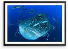 Whale of a shark Framed Art Print 82545508