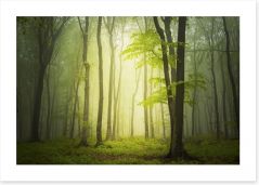Forests Art Print 83105381