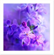 Budding violet Art Print 83349180