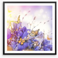 Mimosa butterflies Framed Art Print 84630002