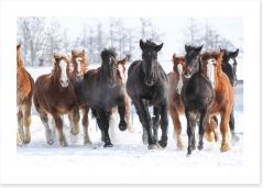 Winter gallop Art Print 85486192