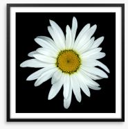 White asteraceae Framed Art Print 85538024