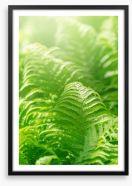Fresh green ferns Framed Art Print 86299561