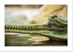 Reptiles / Amphibian Art Print 86616962