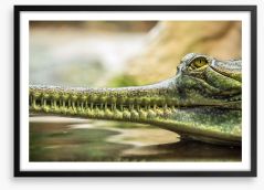 Reptiles / Amphibian Framed Art Print 86616962