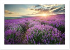 Lavender fields forever Art Print 88269062