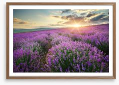 Lavender fields forever Framed Art Print 88269062