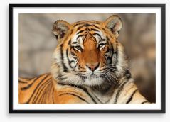 Bengal tiger at rest Framed Art Print 88747131