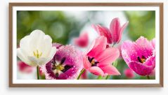 One white tulip Framed Art Print 88754368