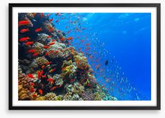 Coral crossing Framed Art Print 89362676