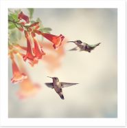 Ruby throated hummingbirds