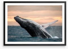 Whale out of water Framed Art Print 90697931