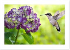 Hydrangea hummingbird Art Print 91899081