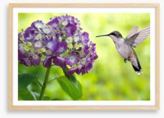 Hydrangea hummingbird