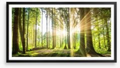 Sunbeam forest panorama Framed Art Print 92474685