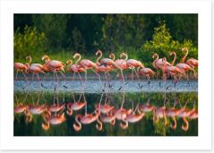 Flamingo run
