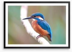 Kingfisher blues Framed Art Print 92788660