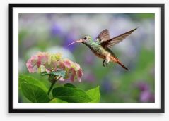 Hummingbird on hydrangea Framed Art Print 92991255
