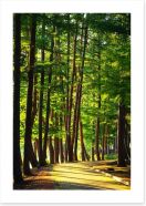 Forests Art Print 9533705