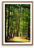 Forests Framed Art Print 9533705