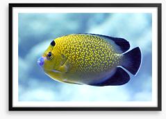 Goldflake angelfish Framed Art Print 95473424