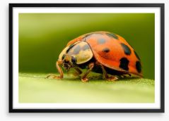 Insects Framed Art Print 95782899