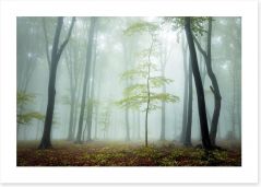 Forests Art Print 96103113