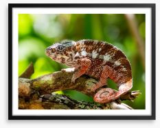 Reptiles / Amphibian Framed Art Print 96677974