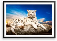 Majestic white tiger Framed Art Print 98059296