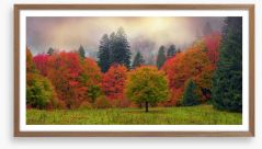 Foliage of fall Framed Art Print 98805038