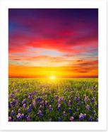 Wildflower meadow sunset