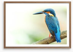 Kingfisher king Framed Art Print 99623814