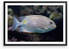 Fish / Aquatic Framed Art Print 99844864