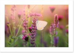 In the butterfly meadow Art Print 99856627