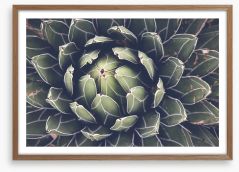 Agave succulent Framed Art Print 99878281