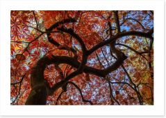 Maple in fall Art Print LH0031