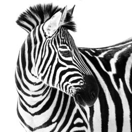 Up close and zebra