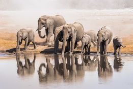 The elephant waterhole