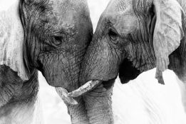 Elephants entwine