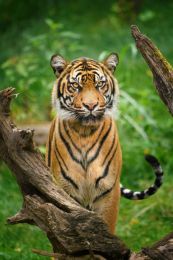 Tiger stare
