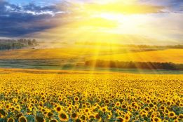 Sunflower field sunset