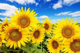 Blue sky sunflowers